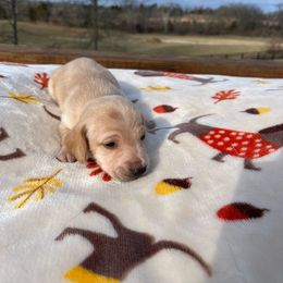 Leonardo - Cream Dachshund puppy in Salvisa, Kentucky from Howell’s Hounds