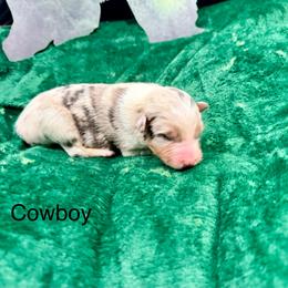 Cowboy - Blue merle male Australian Shepherd puppy in Vernal, Utah from Dancing M Kennels