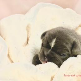 French Bulldog Puppies from Lovemyfrenchies