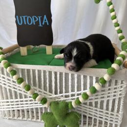 Utopia - Black tri-color male Australian Shepherd puppy in Weeki Wachee, Florida from Ace of Spades Australian Shepherds