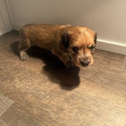 Shaded red male - Red male Dachshund puppy in Mount Vernon, Ohio from Double A Dachshunds