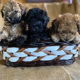 Cockapoos from Luvin Fur Babies