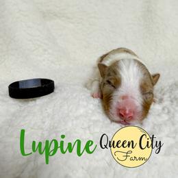 Lupine - Red merle male Australian Shepherd puppy in Falmouth, Kentucky from Queen City Farm