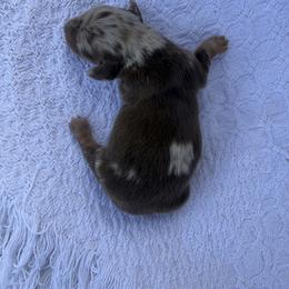 Jerry - Dapple male Dachshund puppy in Gold Canyon, Arizona from Silverking Kennels