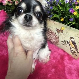Mink - Chihuahua