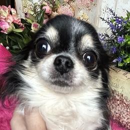 Mink - Chihuahua