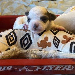 Zip - Black and white male Chihuahua puppy in Red Bluff, California from Aye Chihuahua