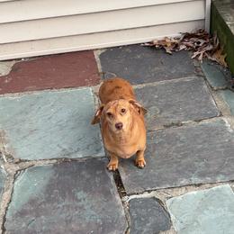 Shiloh - Dapple female Dachshund puppy in Watertown, Massachusetts from Jae’s Puppy House