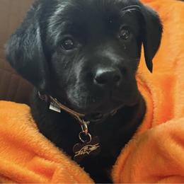 Dilute Retriever, French Bulldog, Labrador Retriever, and Leonberger Puppies from QVR Labradors and Leonbergers