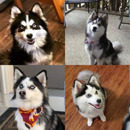 Pomsky Puppies from Purely Pomskies
