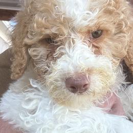 Casanova - Blenheim male Cavapoo puppy in Austin, Texas from Doodles of Central Texas