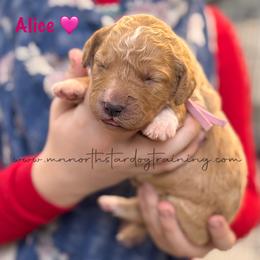 Alice - Apricot female Goldendoodle puppy in Lancaster, Minnesota from North Star Dog Training