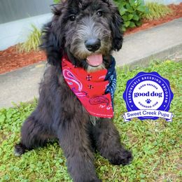 Assorted Doodle Crosses and Sheepadoodle Puppies from Sweet Creek Pups