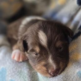 Blaze - Red tri-color male Australian Shepherd puppy in Russellville, Kentucky from Page Family Homestead