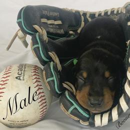 Dachshund Puppies from Marissa's Dachshunds (BooneDox Mini Dachshunds)