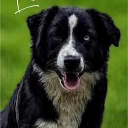 Lore - Australian Shepherd