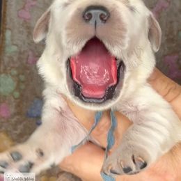 Hello World Female - Light golden female Golden Retriever puppy in Argyle, Texas from Skarlotte Goldens, LLC