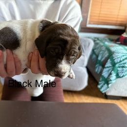 German Shorthaired Pointer Puppies from Bernardonis