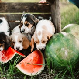 Basset Hound Puppies from Greene Acres Bassets