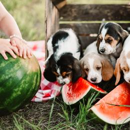 Basset Hound Puppies from Greene Acres Bassets