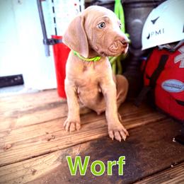 Worf - Silver gray male Weimaraner puppy in Talking Rock, Georgia from North Georgia Weims