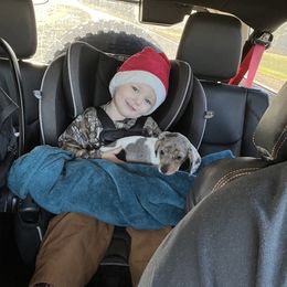 Dachshund Puppies from Jag Fam Dachshunds