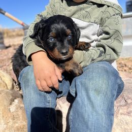 Hunter - Black phantom male Assorted Doodle Crosses puppy in Randolph, Utah from Dry Canyon Pups