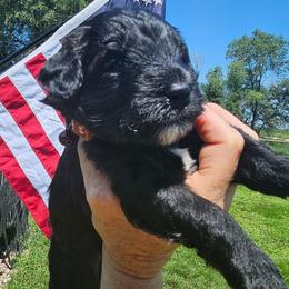 Brown  colored collar - Black male Whoodle puppy in O'neill, Nebraska from Willowdale Doodles
