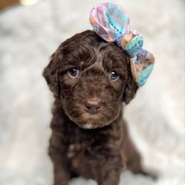Duchess - Chocolate female Goldendoodle puppy in Holly Springs, Georgia from Libby Lou’s Goldendoodles