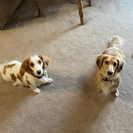 Dachshunds from Dashing Dachshunds n Texas