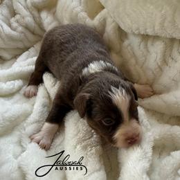 Ruth - Red tri female Toy Australian Shepherd puppy in Lumberton, Mississippi from Talowah Aussies