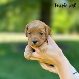 Purple girl - Red  female Goldendoodle puppy in Valdese, North Carolina from Doodling All Day Goldendoodles