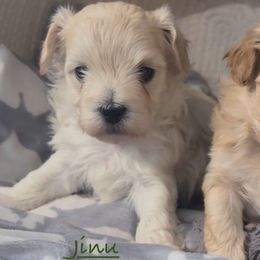 Jinu - Cream male Maltipoo puppy in Lake Ann, Michigan from Riyem Wildflower Farms