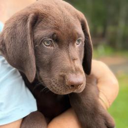 Rider - Chocolate male Labrador Retriever puppy in Archer Lodge, North Carolina from Archer Lodge Labradors