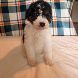 Glinda - Parti female Poodle puppy in Luana, Iowa from Country View Bernedoodles and Goldendoodles