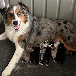 Super Girl - Blue merle female Australian Shepherd puppy in Hemet, California from Perfect Companion Aussie's