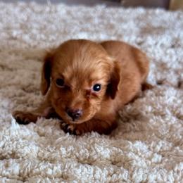 Sawyer - Red male Dachshund puppy in Chelsea, Oklahoma from Elite Puppies of Oklahoma