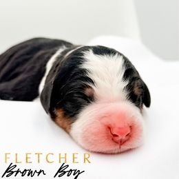 FLETCHER - Tri-color male Bernedoodle puppy in Tipton, Indiana from Country Creek Doodles