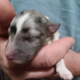 Bi blue - Blue merle and white male Shetland Sheepdog puppy in Castle Rock, Washington from RimRanch Shelties