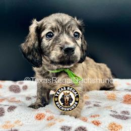 Blake - Brindle male Dachshund puppy in Houston, Texas from Texas Regal Dachshunds LLC