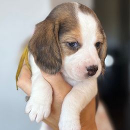 Belle (yellow) - Black white and tan female Beagle puppy in Norco, California from Prairie Tail Beagles