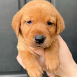 Eloise - Yellow female Labrador Retriever puppy in Great Falls, Montana from Yogo Point Kennels
