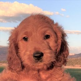 Goldendoodle Puppies from OnlyGoldendoodles