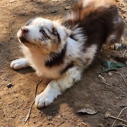 Border Collie Puppies from BC Dogs at the Rodgers
