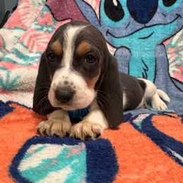 Nani:Teal Collar - Blue tan and white female Basset Hound puppy in Monterey, Tennessee from Southern Belles Bassets