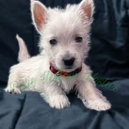 Red - White male West Highland White Terrier puppy in Cleveland Tx, Texas from Pixie Hollow Westies