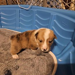American Corgi Puppies from GC Farms Corgis