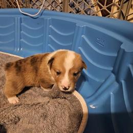 American Corgi Puppies from GC Farms Corgis