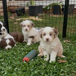 Fable - Red merle male Miniature Australian Shepherd puppy in Shingletown, California from Whiskeytown Aussies