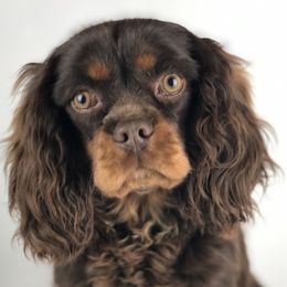 Chocomel - Cavalier King Charles Spaniel